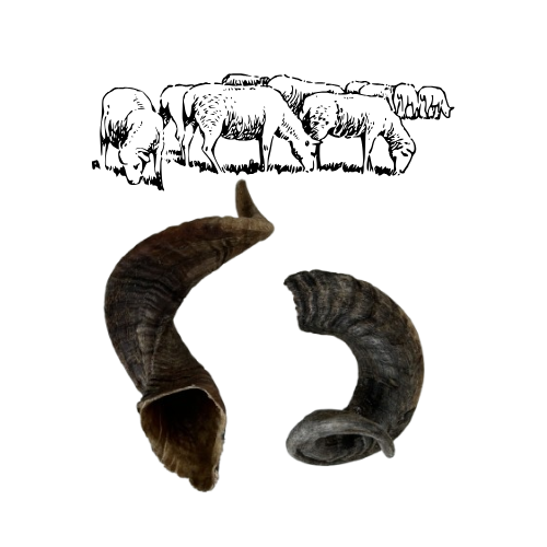 Corne de Mouton 100% Naturel