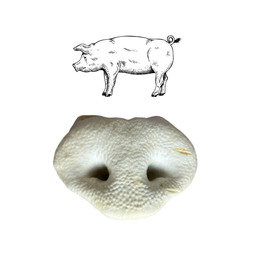 Nez de Porc x1