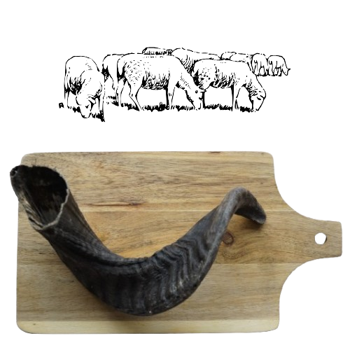 Corne de Mouton 100% Naturel